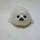 cute seal