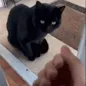 cat smack