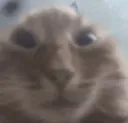 emojigg_Cat