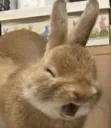Bunny Scream