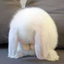 sad bunni