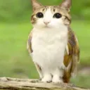 Meowl