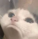 .gg/hmv | kitty sad