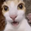 shocked ass cat