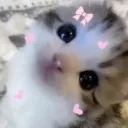 kitty luv | .gg/heavenly