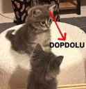 dopdolu