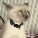 What you trynna get into????