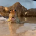 No thoughts, head empty 