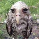 Literally atomicbomb/eddie