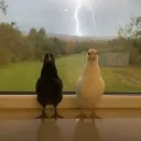 Chickens divided by their race