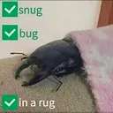 snugbug (.gg/lovespell)