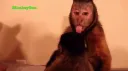 monkey bellas honest reaction