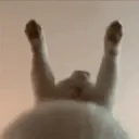 Catsef