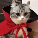 Vampire cat