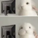 bunny camera look