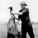 emu war