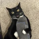 StepCat