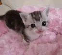 .gg/cozycorner