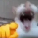 laughing cat