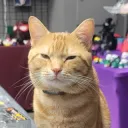 shop cat judges you