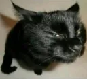 suscat