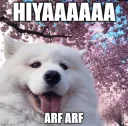 samoyed hiya