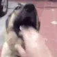 funny dog