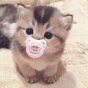 baby kitten .gg/ekitten