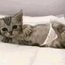 sexy cat  /lovecats