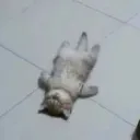 dead cat