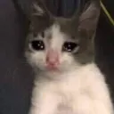 Crying cat