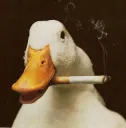 smokin duck