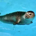 seal