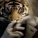Sigma lion