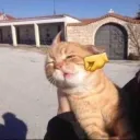 cat punch 