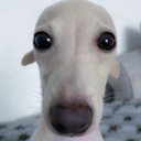 pathetic dog 25ji