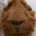 guinea pig stare