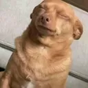 Dog eyes closed /elysias