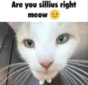 are you sillious right meow