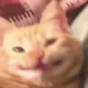 cheese cat