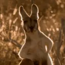 Kangaroo