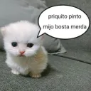Gatinho xingando