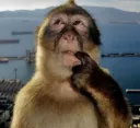 Simio piensa