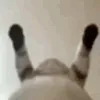 cat bellydance  