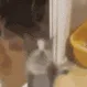 cat jump 
