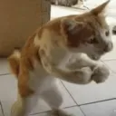 cat fight 