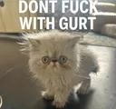 Gurt