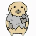 Broke ass dog / chó nghèo