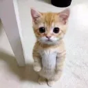 Cute Kitty