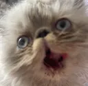 rawr
